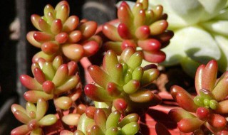 虹之玉的养殖方法（虹之玉的养殖方法掉叶子了）