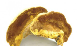 桑黄的食用方法 桑黄的食用方法与功效