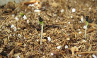 康乃馨种子的种植方法 康乃馨种子的种植方法视频