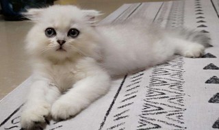 驱赶猫长期有效好办法（室外驱赶猫长期有效好办法）