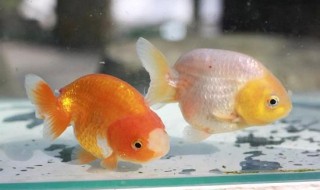 兰寿金鱼饲养技巧 兰寿金鱼饲养技巧 兰寿金鱼
