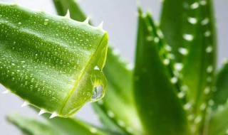 芦荟怎样做面膜 芦荟怎样做面膜最好
