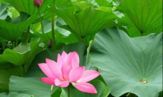 新鲜莲叶怎么保存（新鲜莲叶怎么保存最好）