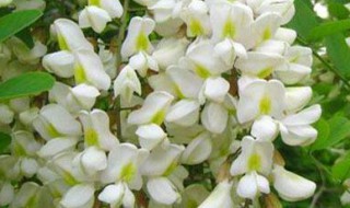 洋葵花怎么保存 洋葵花怎么保存时间长