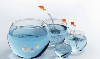 金鱼缸怎么选择氧气泵 金鱼缸用水泵好还是氧气泵好