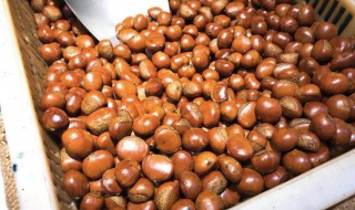 炒栗子的制作方法 炒栗子的制作方法视频