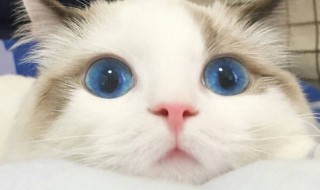 蓝眼睛的猫有哪些品种 白色蓝眼睛的猫有哪些品种