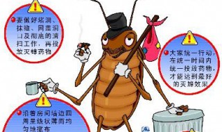 灭蟑螂最好办法 灭蟑螂最好办法小苏打