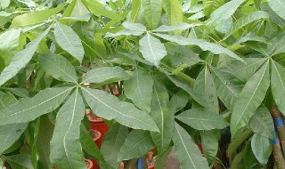 发财树种植（发财树种植方法全过程）
