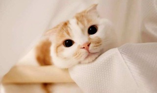 让猫咪舒服的方法（如何让猫咪感到舒服）