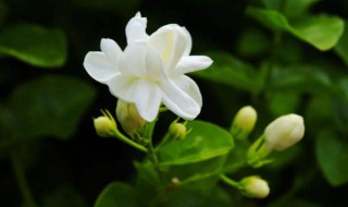 茉莉花的养殖方法和注意事项 茉莉花的养殖方法和注意事项1