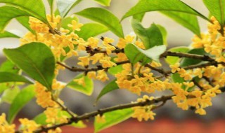 秋天有什么花开 秋天有什么花开了名字