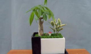 发财树的养植方法 发财树的养植方法视频