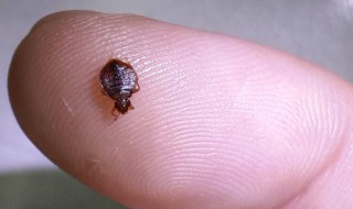 除臭虫的最快方法（除臭虫的最快方法是什么）