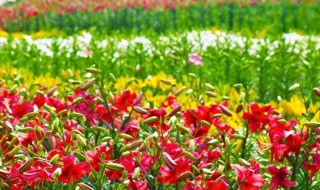 百合花种植 百合花种植方法