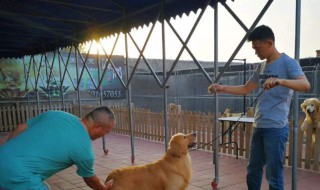 犬舍的建造方法（犬舍的建造方法视频）