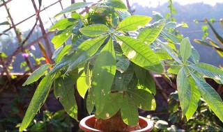 发财树的栽种方法 发财树的栽种方法视频