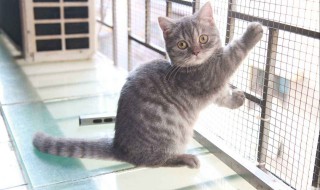 矮脚猫为什么不能养 矮脚猫为什么不能养配种配什么好