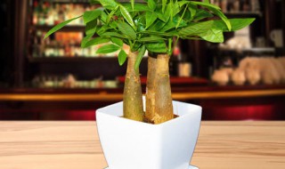怎么制作植物盆栽
