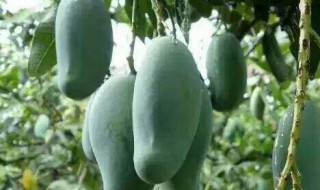 桂七芒果的特点（桂七芒果的特点 入口即化）