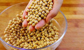 黄豆养花技巧 黄豆养花技巧图解