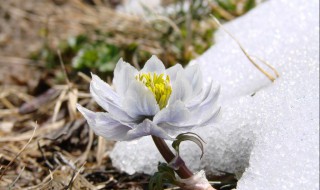 雪莲花泡酒 雪莲花泡酒最多能泡几年