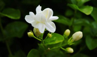 茉莉花家庭养殖方法 茉莉花家庭养殖方法和注意事项