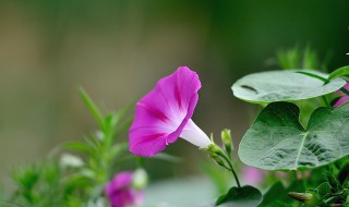 牵牛花种植时间方法（牵牛花种植方法和注意事项）