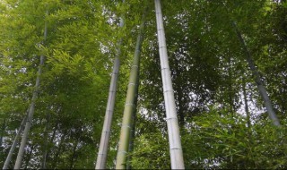 毛竹怎么处理防虫 毛竹虫防治用什么药