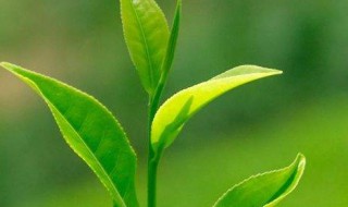 绿茶变味怎么处理（绿茶变味怎么处理干净）
