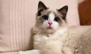 猫尿难闻怎么处理