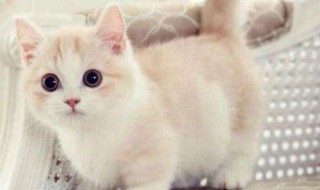 奶猫眼屎怎么处理 奶猫眼屎怎么处理干净