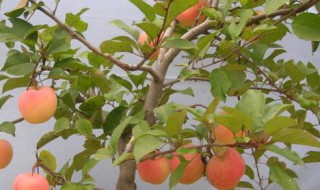养果树的方法