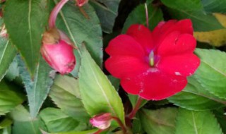 凤仙花传播种子的方法（凤仙花传播种子的方法仿写）