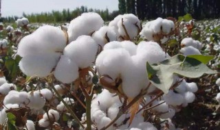 棉花的取样方法 棉花取样标准