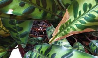 纹株的养殖方法（纹纹草的功效）