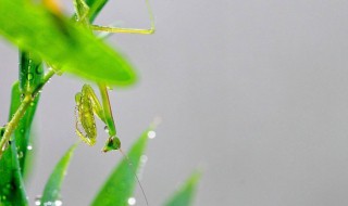 预防小暑的方法（预防小暑的方法有哪些）