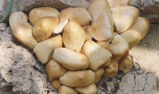 野菇的保存方法（野蘑菇的保鲜与储藏方法）