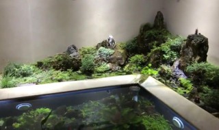 鱼池里水草怎么处理（鱼池里水草怎么处理好）