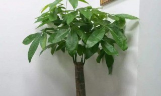 怎样养发财树 怎样养发财树才能又绿又旺盛