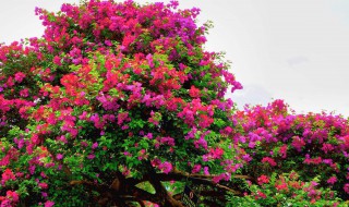 怎样种植花卉（怎样种植花卉盆景）