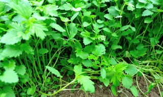 夏天35度怎样种植香菜（香菜怎么催芽比较快）
