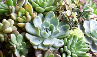 多肉种土的方法（多肉的种植土）