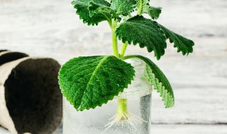 怎么样在家自制生根水（怎样自制生根水用什么最好）