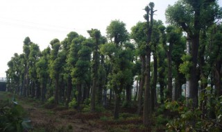 大香樟树怎样做盆景 大香樟树怎样做盆景视频