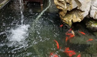 鱼池暴雨后怎么处理（鱼池暴雨后怎么处理最好）