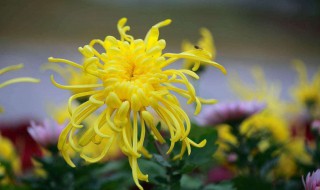 菊花种植方法和时间（波斯菊花种植方法和时间）