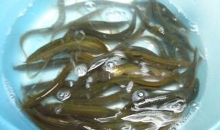 泥鳅在家里清水能养吗 泥鳅养清水里会死吗