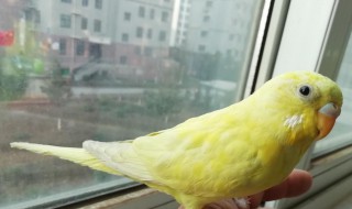 家里养鹦鹉的凶吉（家里养鹦鹉的风水）