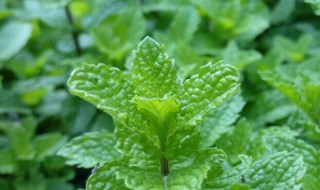 家里种薄荷坏处 家里种薄荷坏处大吗